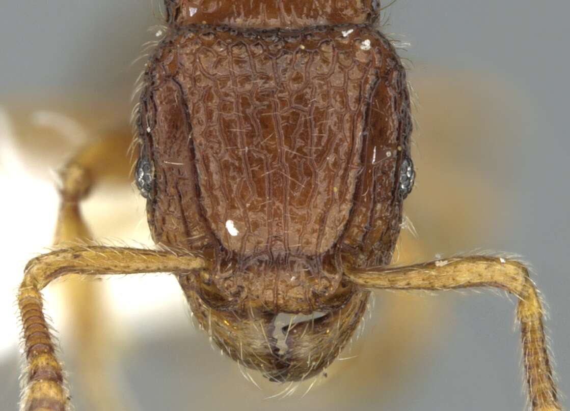 Image of Tetramorium zenatum Bolton 1979