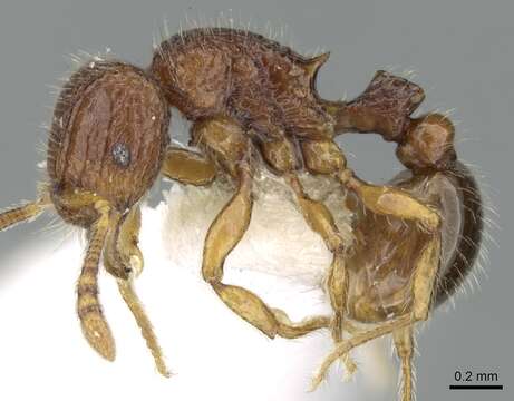 Image of Tetramorium zenatum Bolton 1979