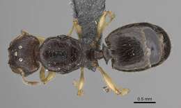 Pheidole bemarivoensis resmi