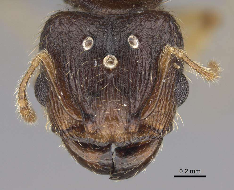 Pheidole bemarivoensis resmi