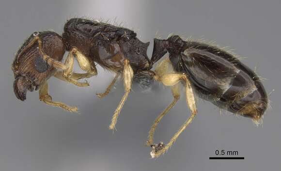 Pheidole bemarivoensis resmi