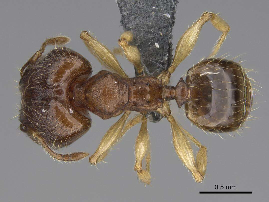 Pheidole bemarivoensis resmi