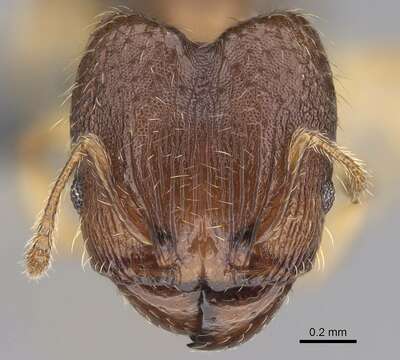 Pheidole bemarivoensis resmi