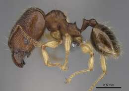 Pheidole bemarivoensis resmi