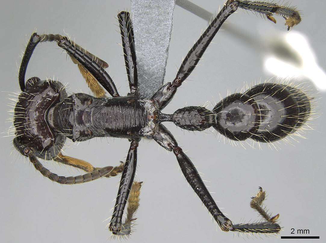 Image of Paraponera