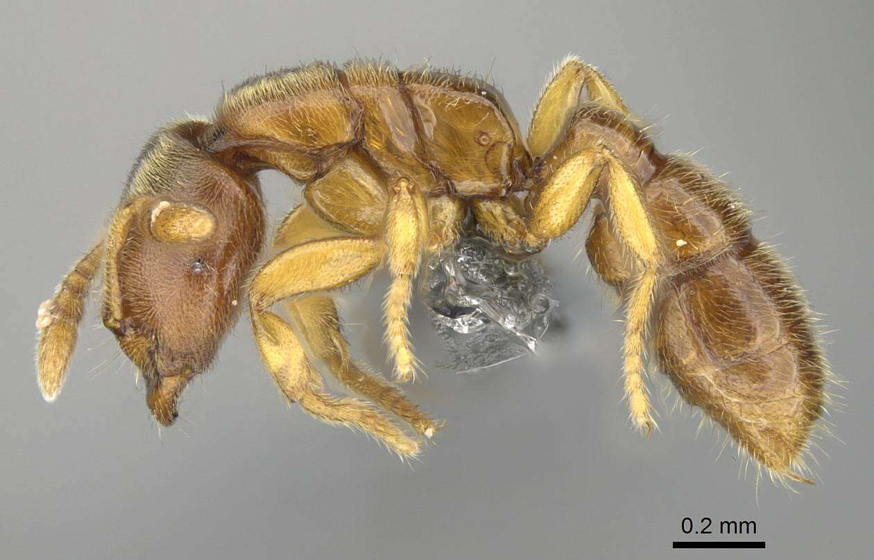 Image of Prionopelta dubia