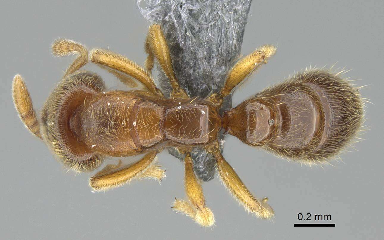 Image of Prionopelta dubia