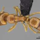 Imagem de Anochetus punctaticeps Mayr 1901