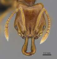 Anochetus punctaticeps Mayr 1901的圖片