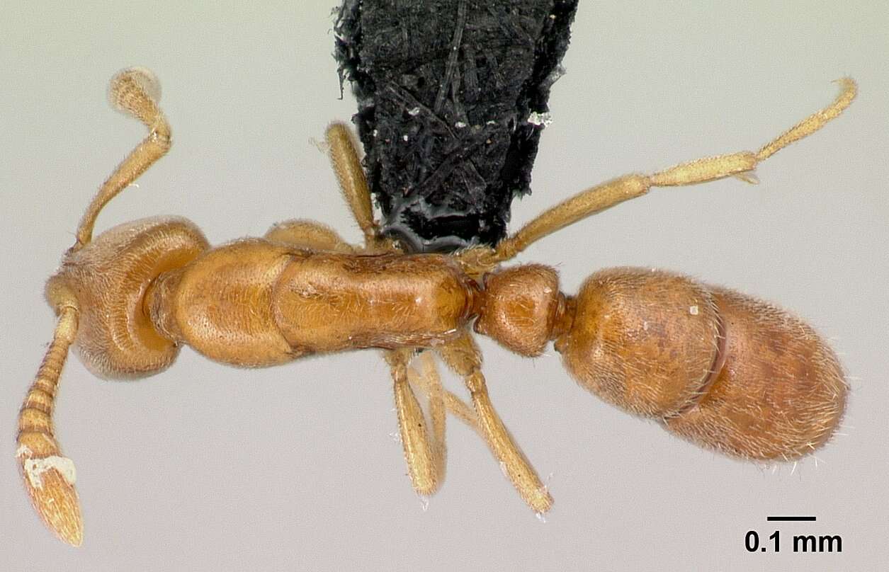 Image of <i>Hypoponera meridia</i>