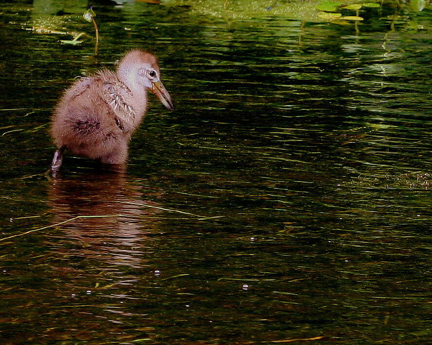 Image of limpkins