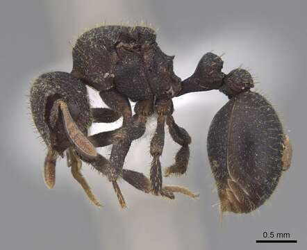 Image of Calyptomyrmex