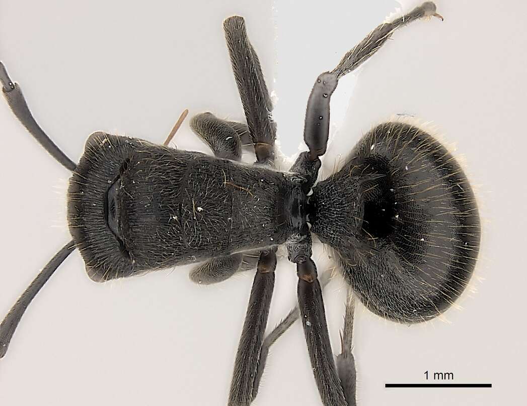 Image of Polyrhachis weissi Santschi 1910