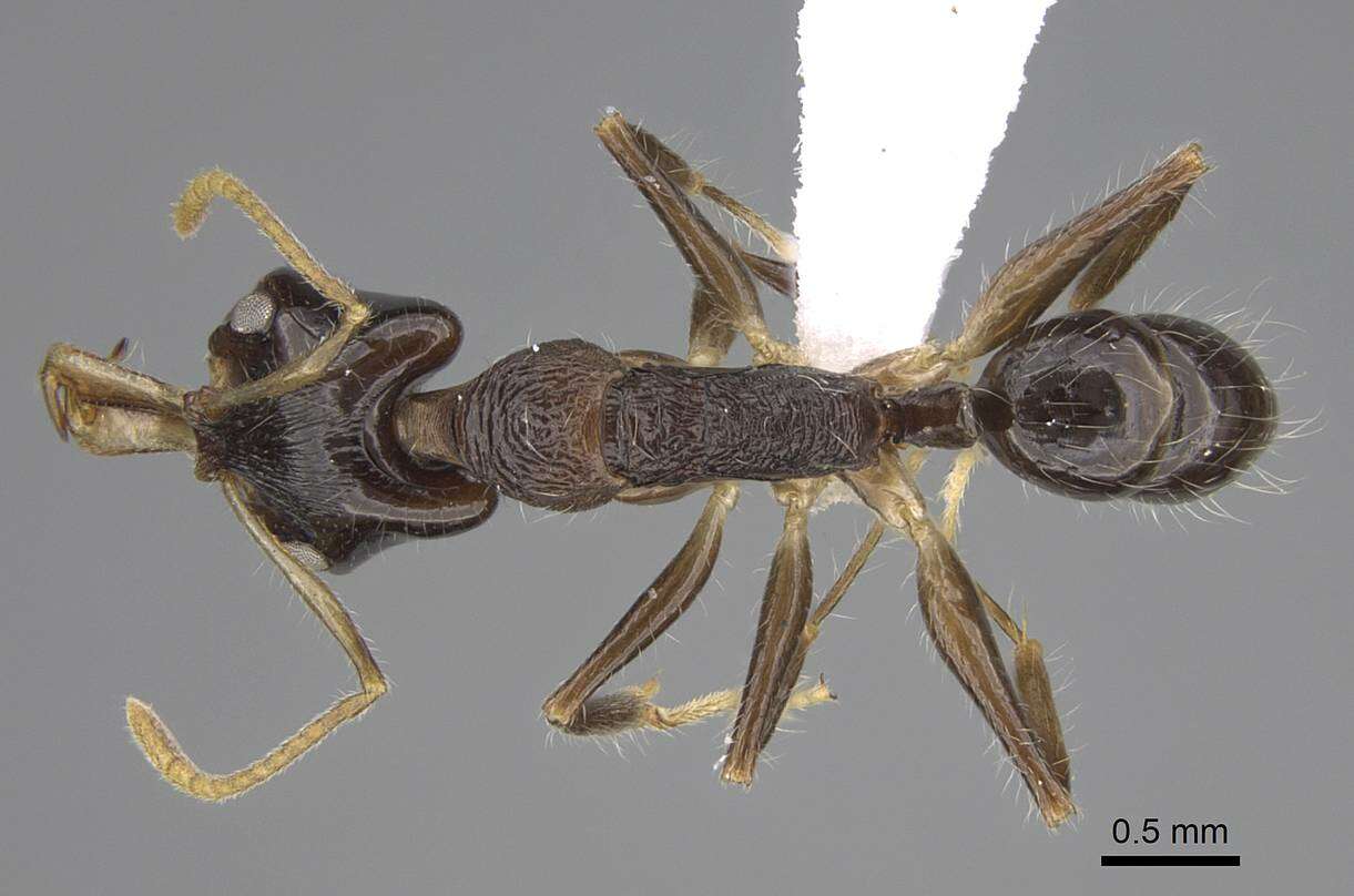 Image of Anochetus fuliginosus Arnold 1948