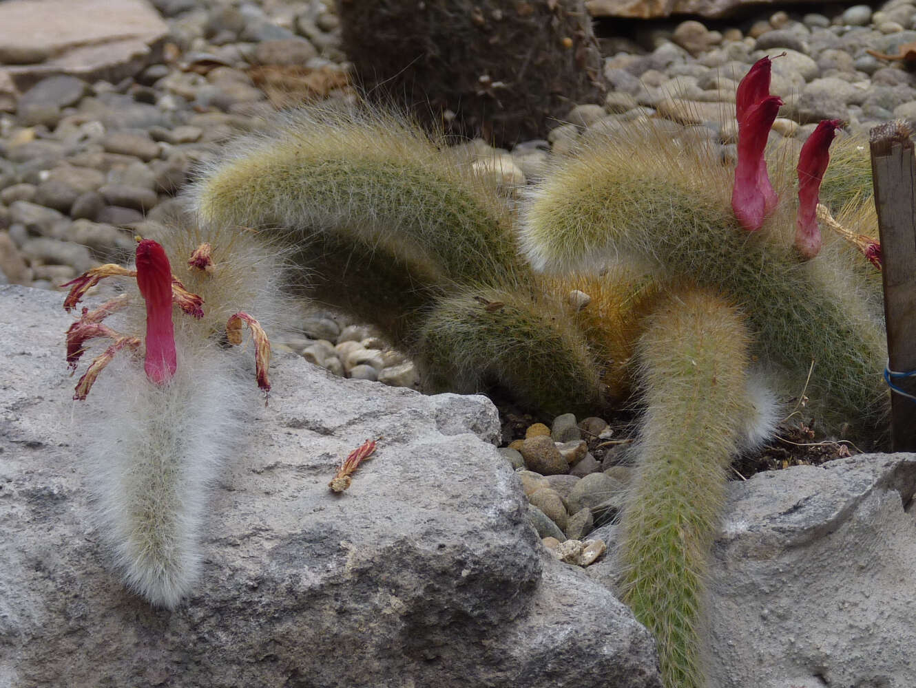 صورة Cleistocactus winteri D. R. Hunt