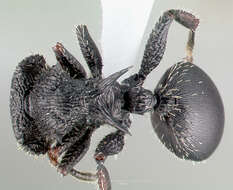 Image of Cataulacus guineensis Smith 1853