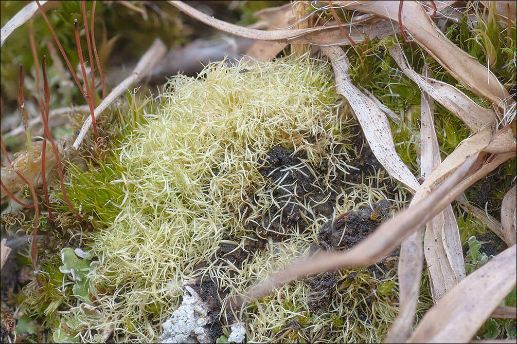 Image of brittle swan-neck moss