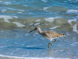 Image of Willet