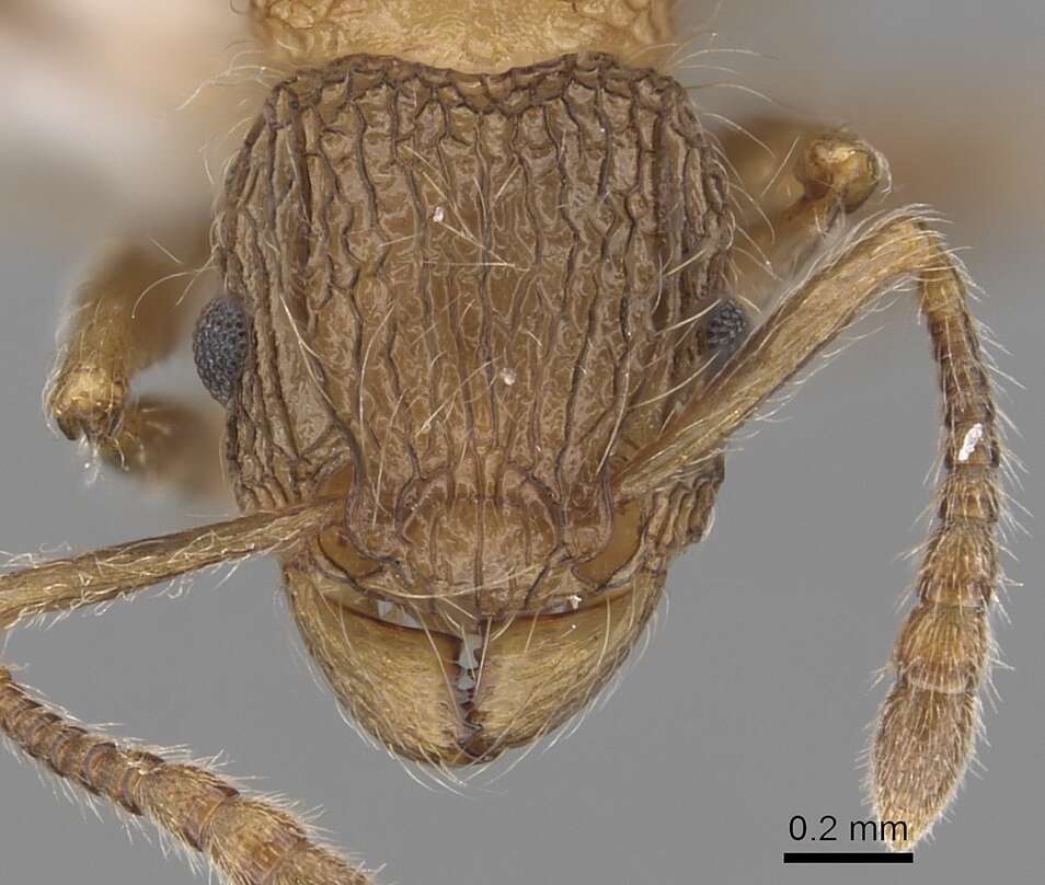 Image of Tetramorium capillosum Bolton 1980