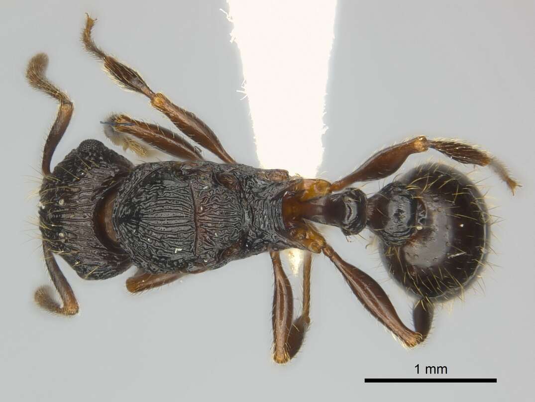 Image of Tetramorium steinheili Forel 1892