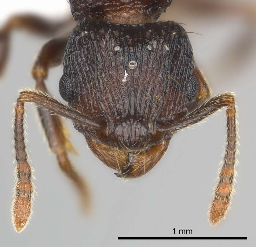 Image of Tetramorium steinheili Forel 1892