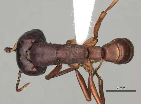 Image of Dorylus emeryi Mayr 1896