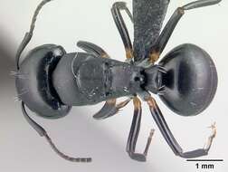 Image of Camponotus echinoploides Forel 1891