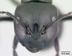 Image of Camponotus echinoploides Forel 1891