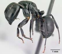 Image of Camponotus echinoploides Forel 1891