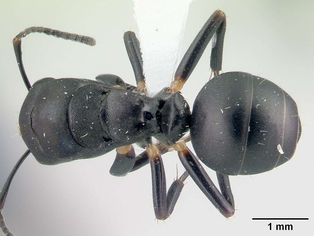 Image of Camponotus echinoploides Forel 1891