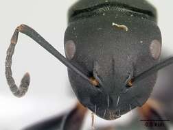 Image of Camponotus echinoploides Forel 1891