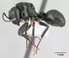 Image of Camponotus echinoploides Forel 1891