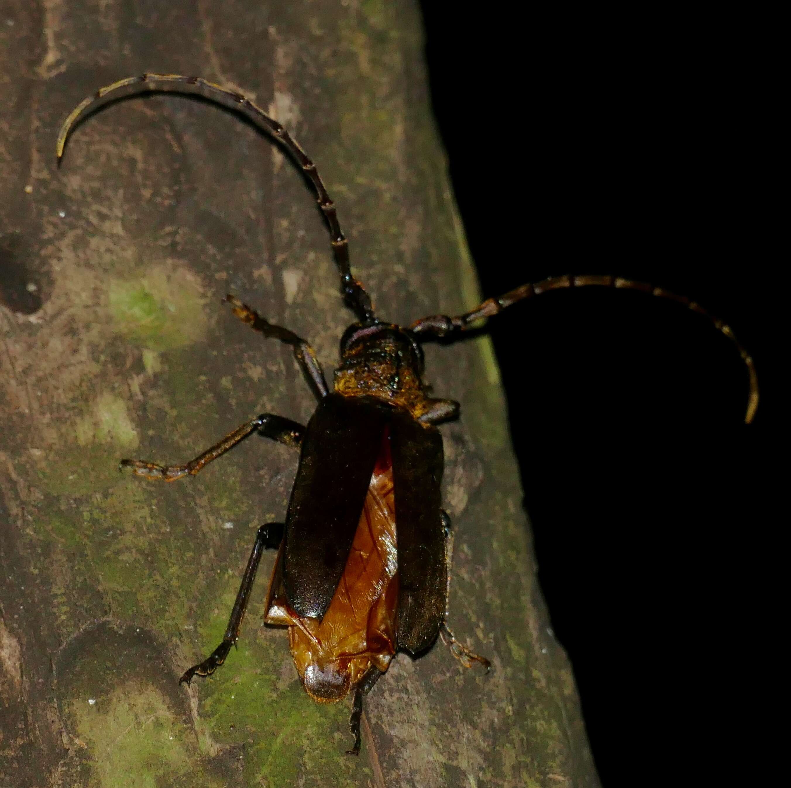 Image of Prosphilus serraticornis (Bertoloni 1855)