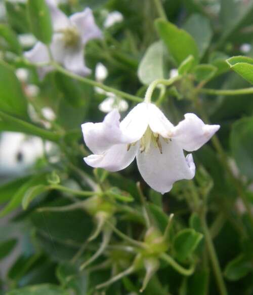 Image de Clematis viticella subsp. campaniflora (Brot.) O. Kuntze