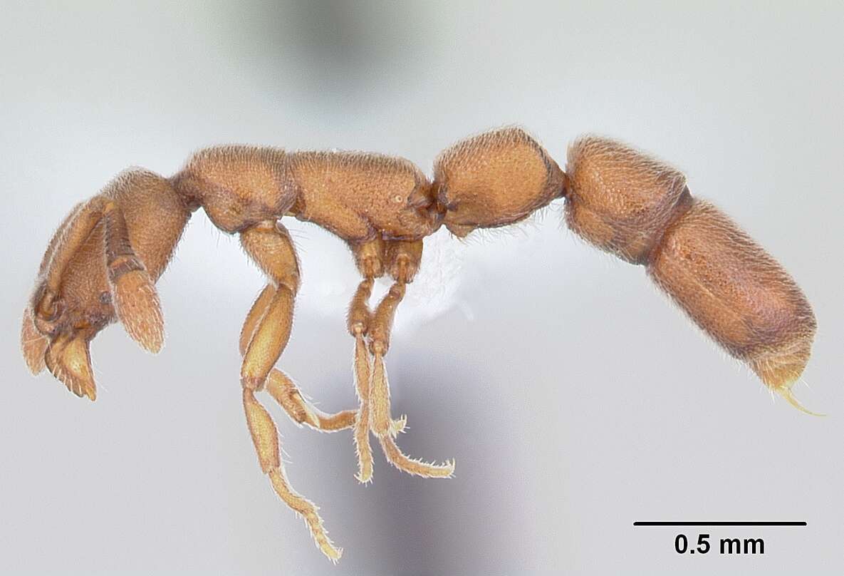 Image of Dolioponera