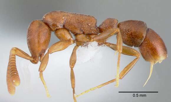 Imagem de Probolomyrmex guineensis Taylor 1965