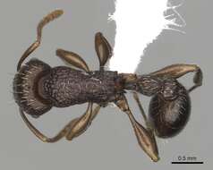 Tetramorium quadridentatum Stitz 1910的图像