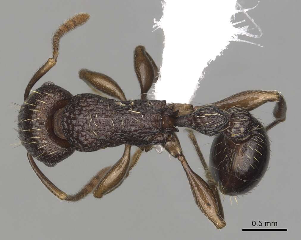 Tetramorium quadridentatum Stitz 1910的图像