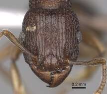 Tetramorium quadridentatum Stitz 1910的图像