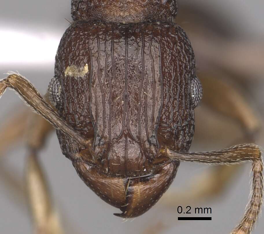Tetramorium quadridentatum Stitz 1910的图像