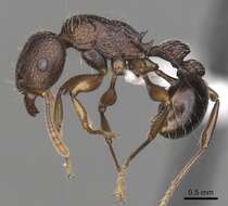 Tetramorium quadridentatum Stitz 1910的图像