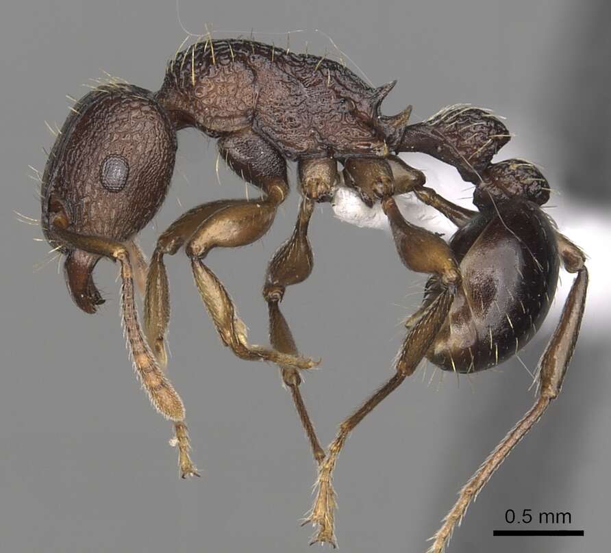 Tetramorium quadridentatum Stitz 1910的图像