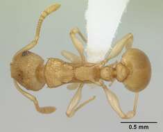 Image of Nesomyrmex evelynae