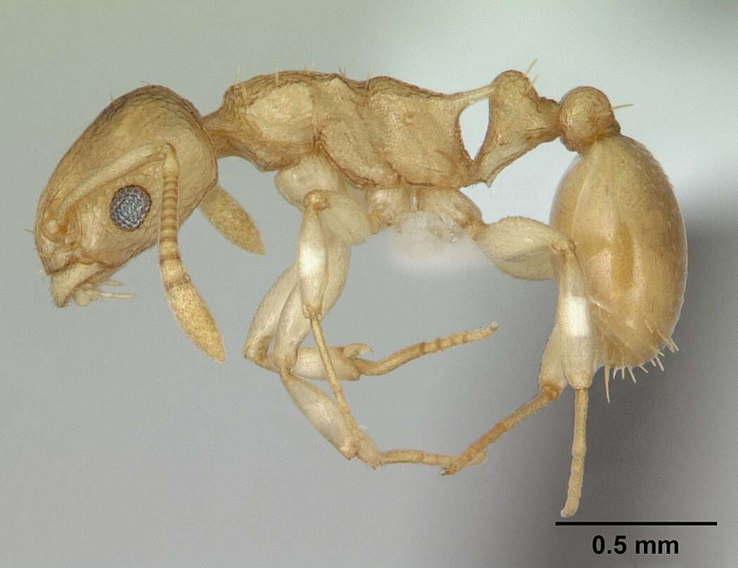 Image of Nesomyrmex evelynae