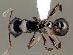 Image of Tetramorium marginatum Forel 1895