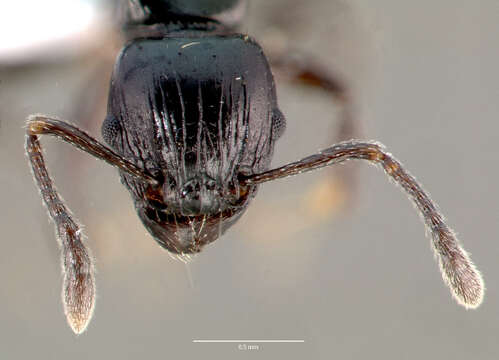 Image of Tetramorium marginatum Forel 1895