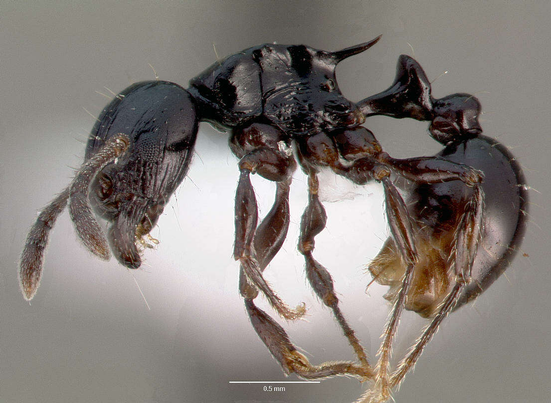 Image of Tetramorium marginatum Forel 1895