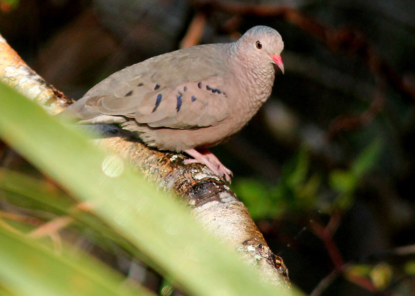 صورة Columbina passerina (Linnaeus 1758)