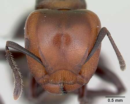 Image of Twotone Tree Ant