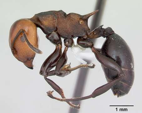 Image of Atopomyrmex mocquerysi Andre 1889